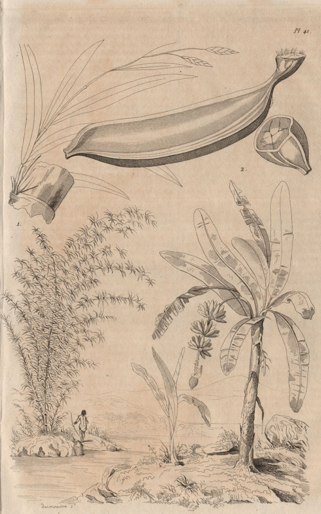 PLANTS. Bambou (Bamboo). Bananier (Banana tree) 1834 old antique print picture